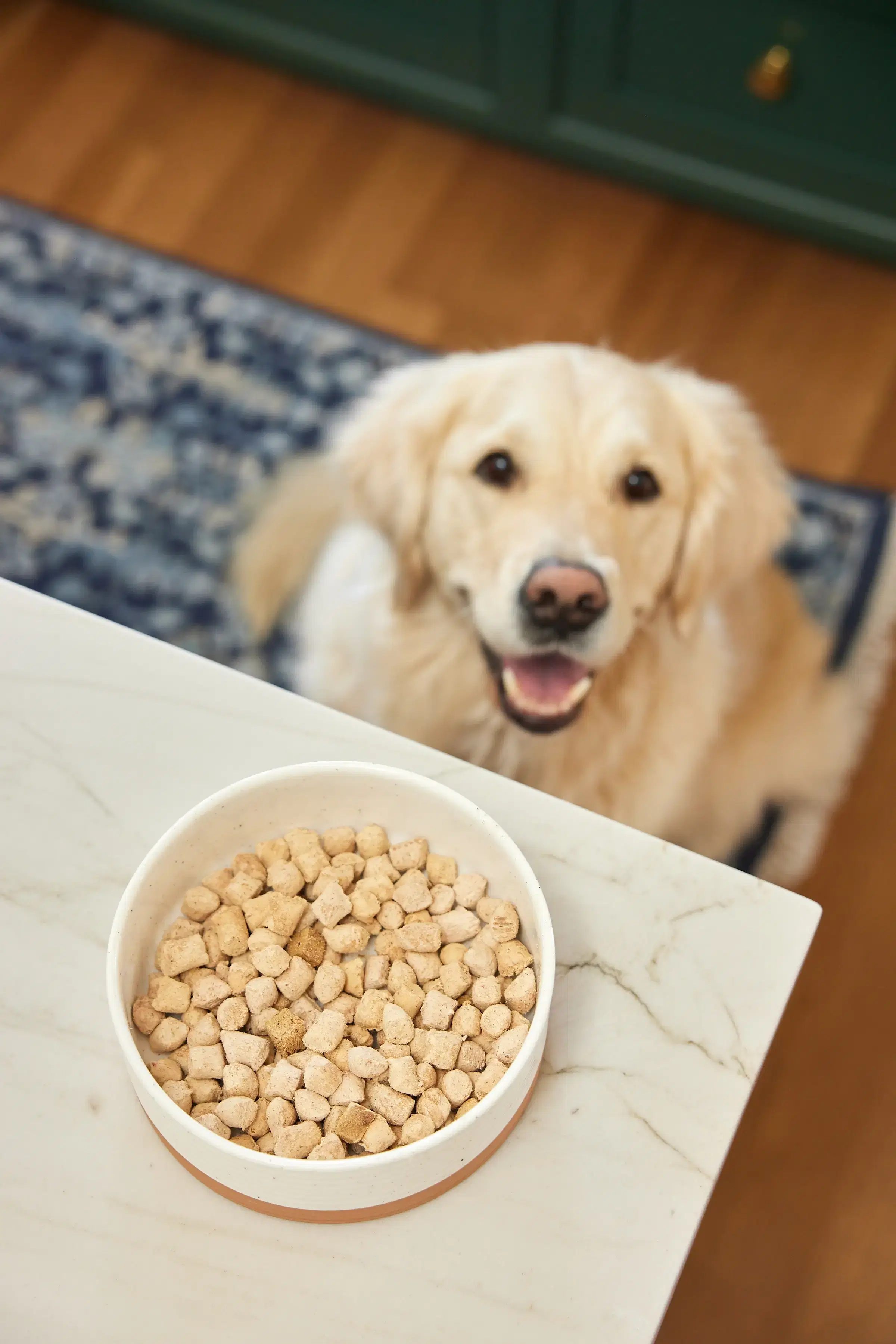 Dog with food